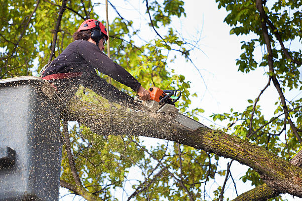 Best Tree Disease Treatment  in Braddock, VA