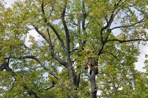 How Our Tree Care Process Works  in  Braddock, VA